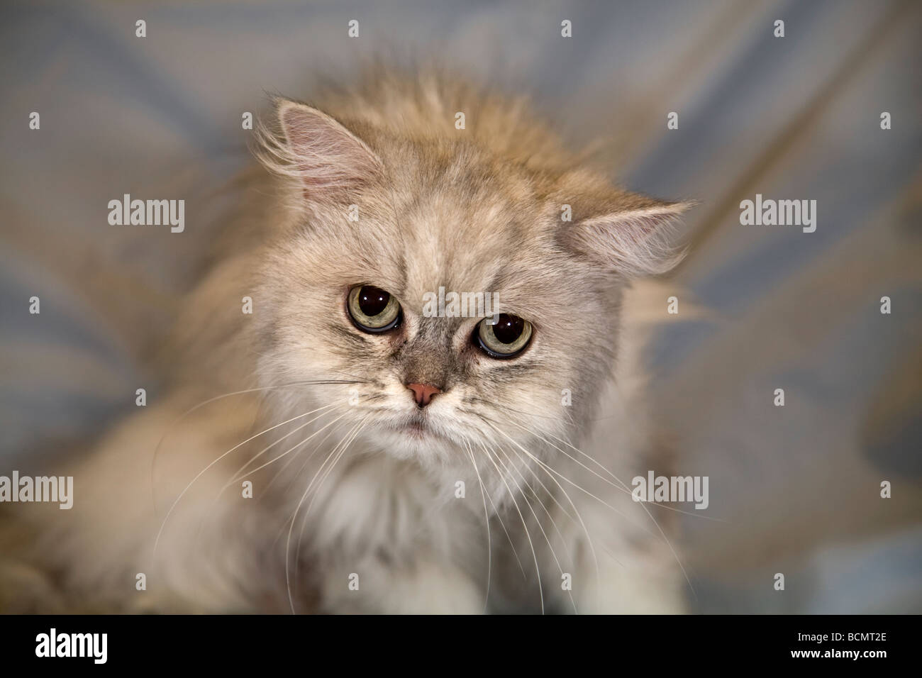 Portrait of a common long haired house cat Stock Photo - Alamy