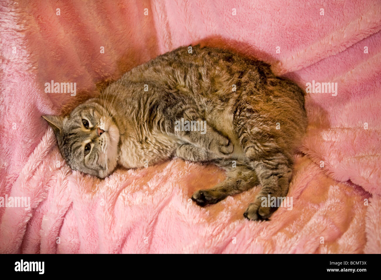 A common medium haired house cat kitten lying on a sofa or bed Stock