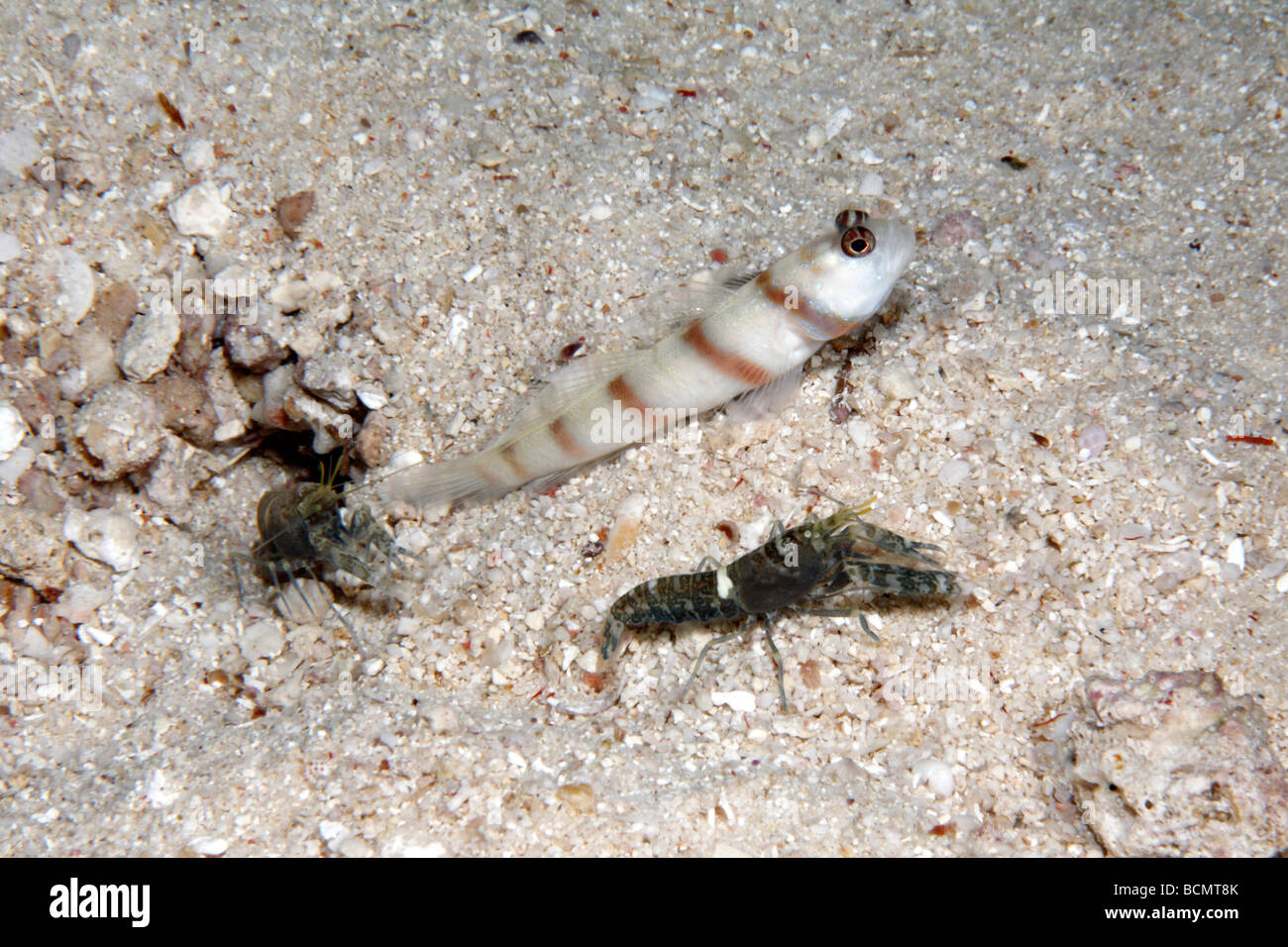 Steinitz Shrimpgoby, Amblyeleotris steinitzi, living in a symbiotic relationship with two Fine-striped Snapping Shrimp, Alpheus ochrostriatus Stock Photo