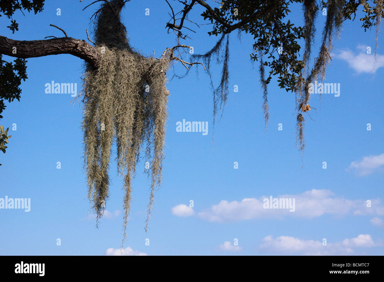 Spanish Moss. Spanish moss hanging from oak tree with cloudy sky in