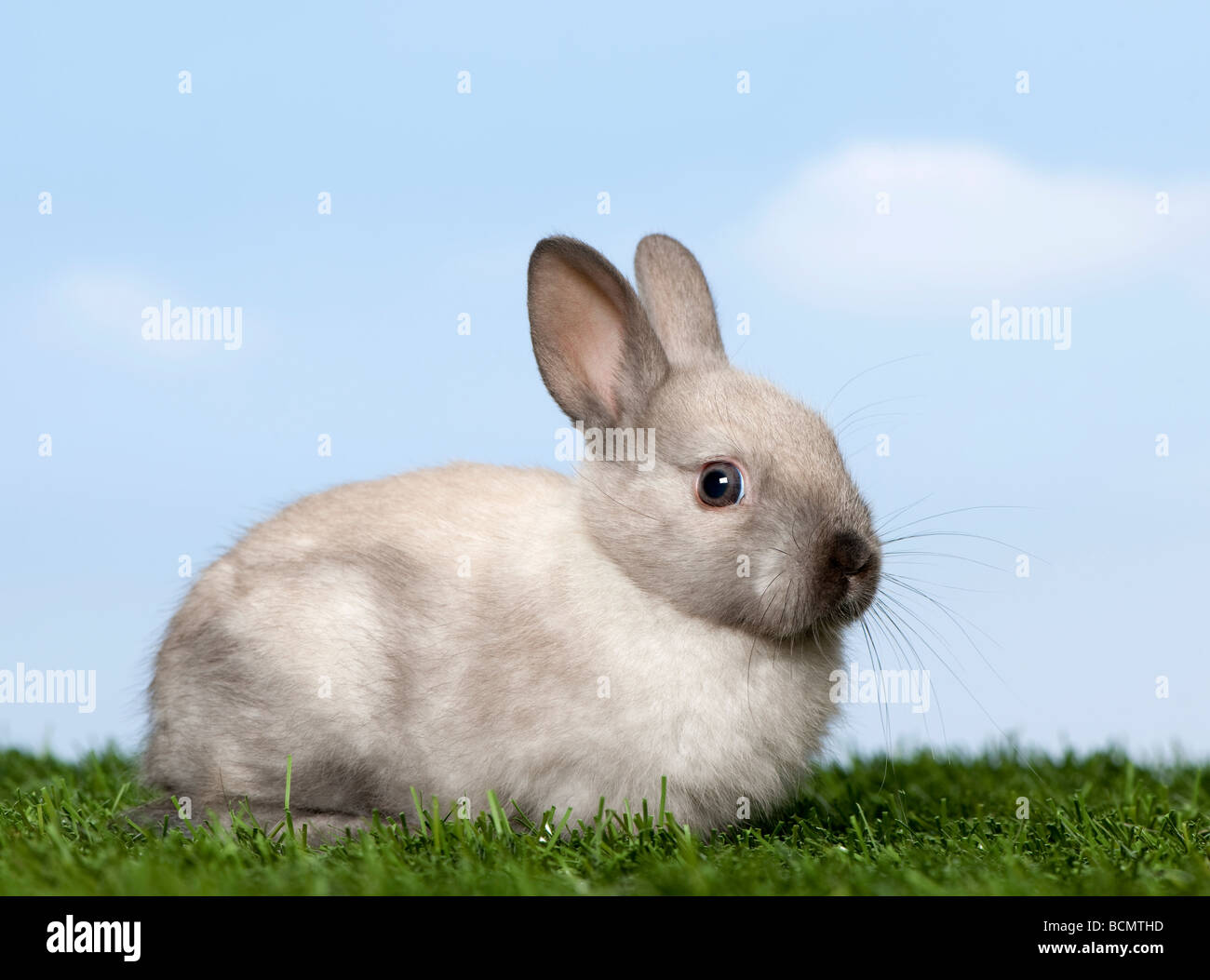 Grey Rabbit on grass against blue sky, studio shot Stock Photo