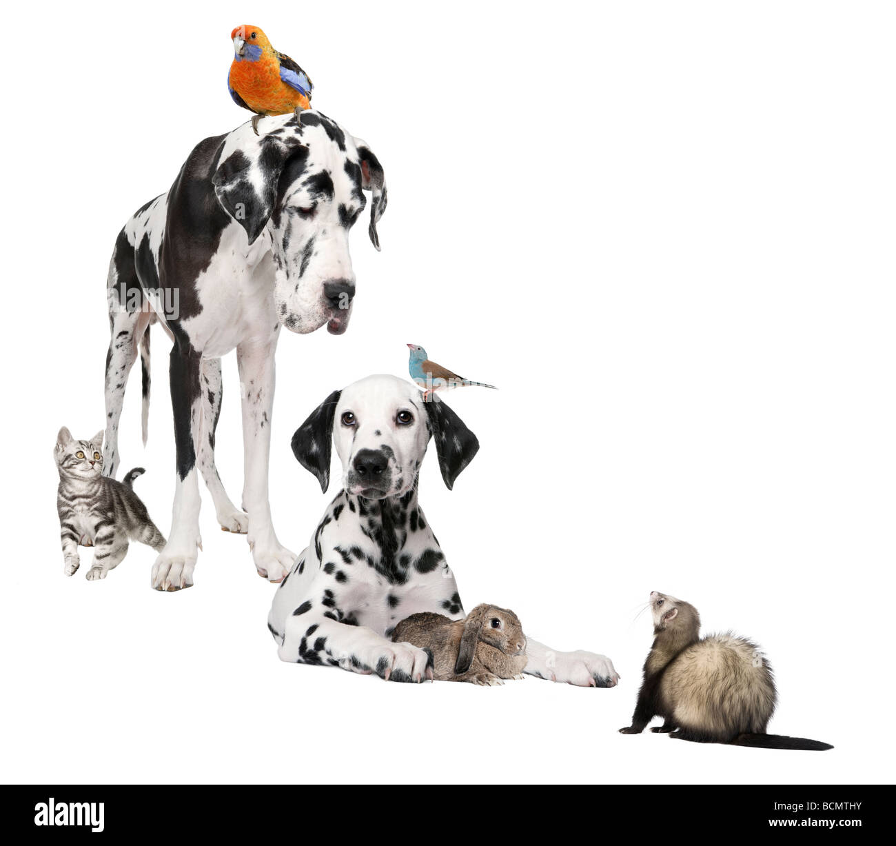Group of pets, dog, bird, rabbit, cat, ferret, in front of white background, studio shot Stock Photo