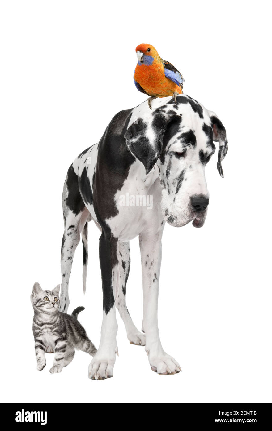 Group of pets, dog, bird, cat, in front of white background, studio shot Stock Photo