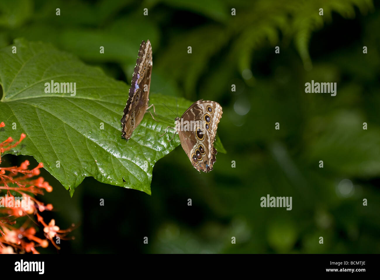 Blue morpho butterflies flutter around and search for landing spots within the forrest. Stock Photo