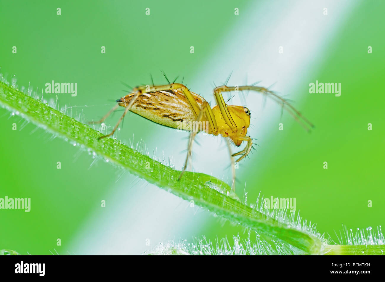 lynx spider eating an insect Stock Photo