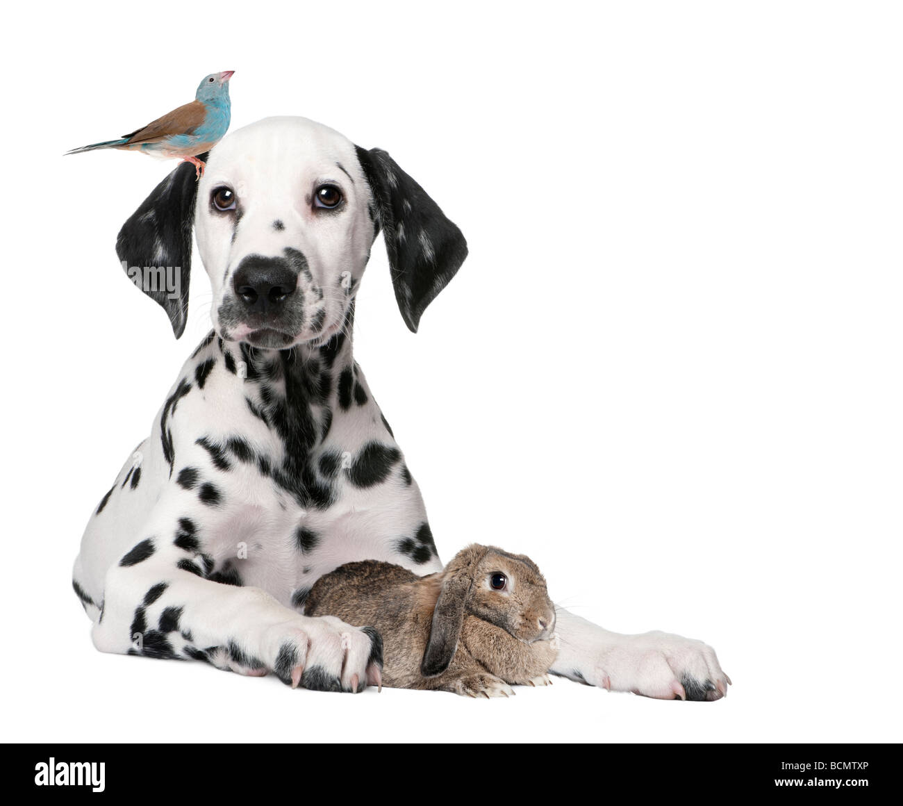 Group of pets, puppy dog, bird, rabbit, in front of white background, studio shot Stock Photo