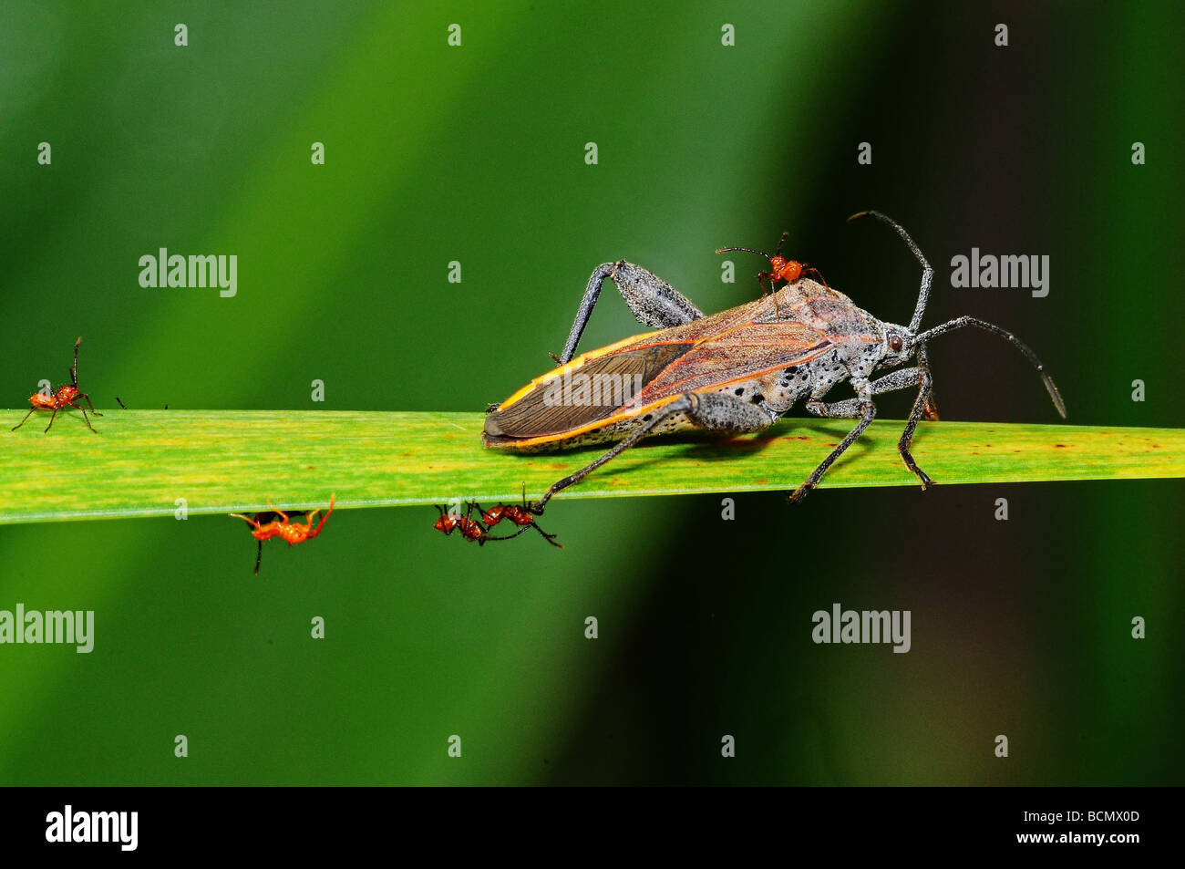 stink bug , egg and babies in the parks Stock Photo