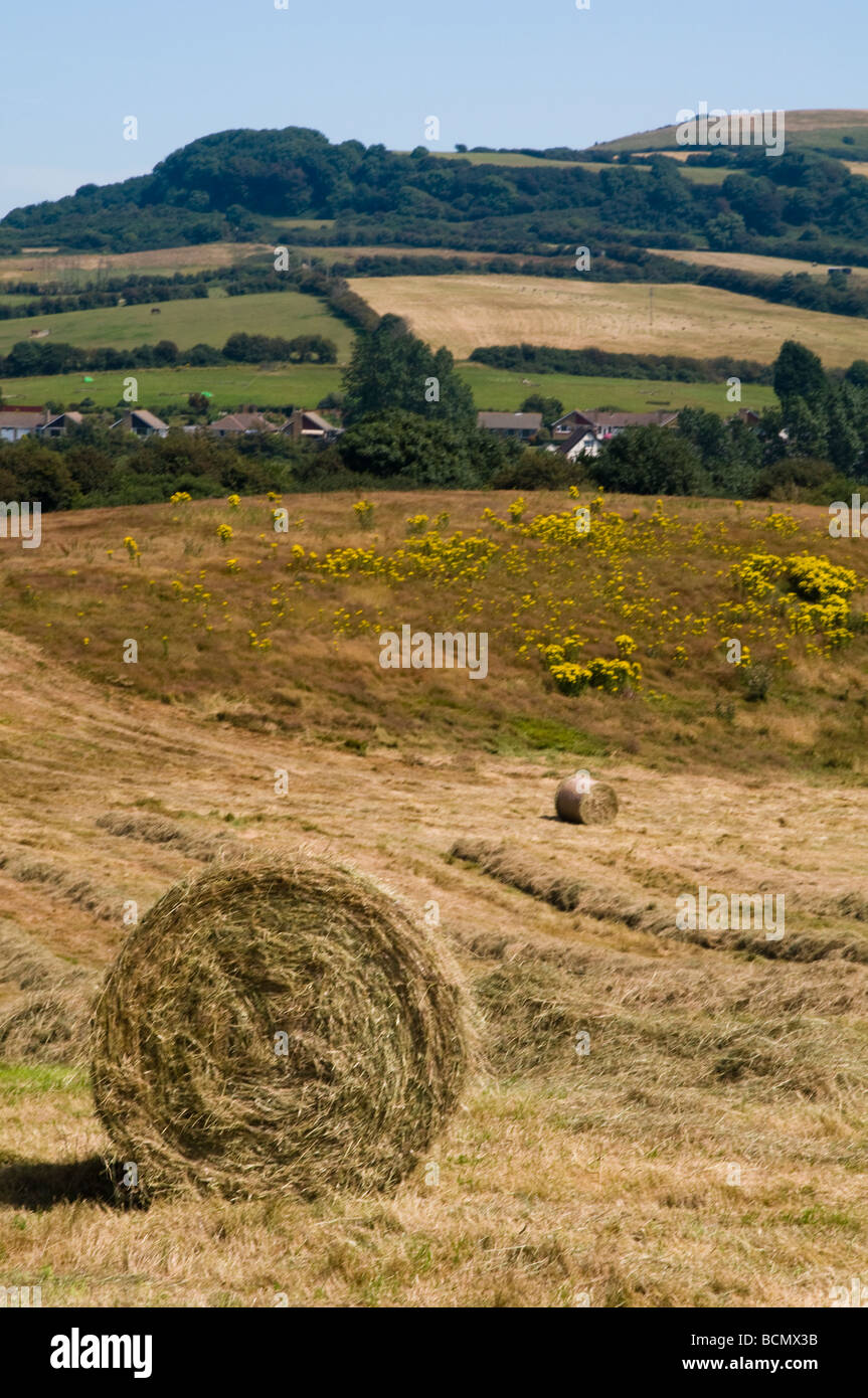 haymaking Stock Photo