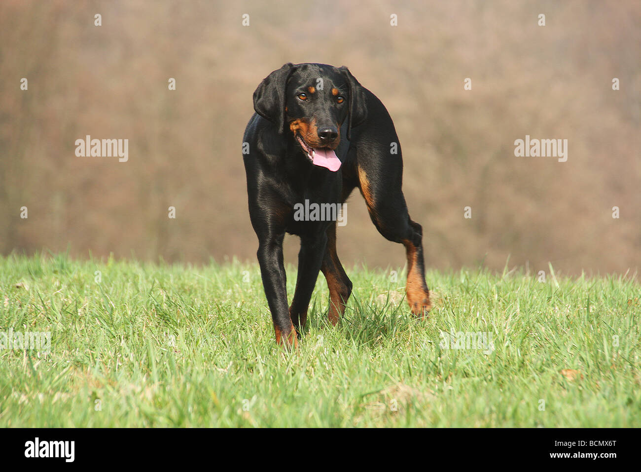 Austrian Black and Tan Hound dog - standing on meadow Stock Photo