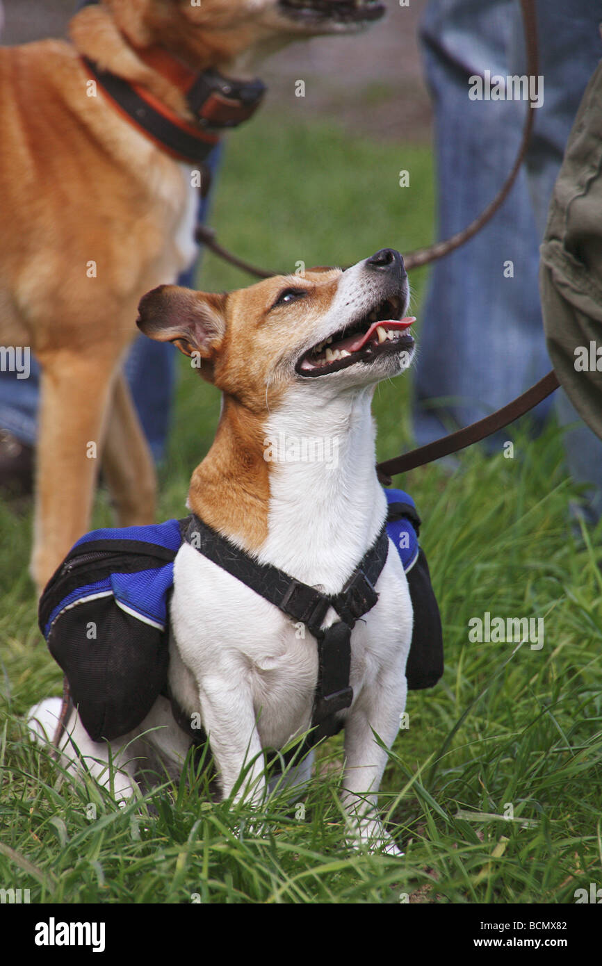 Jack Russell Backpack Jack Russell Backpack
