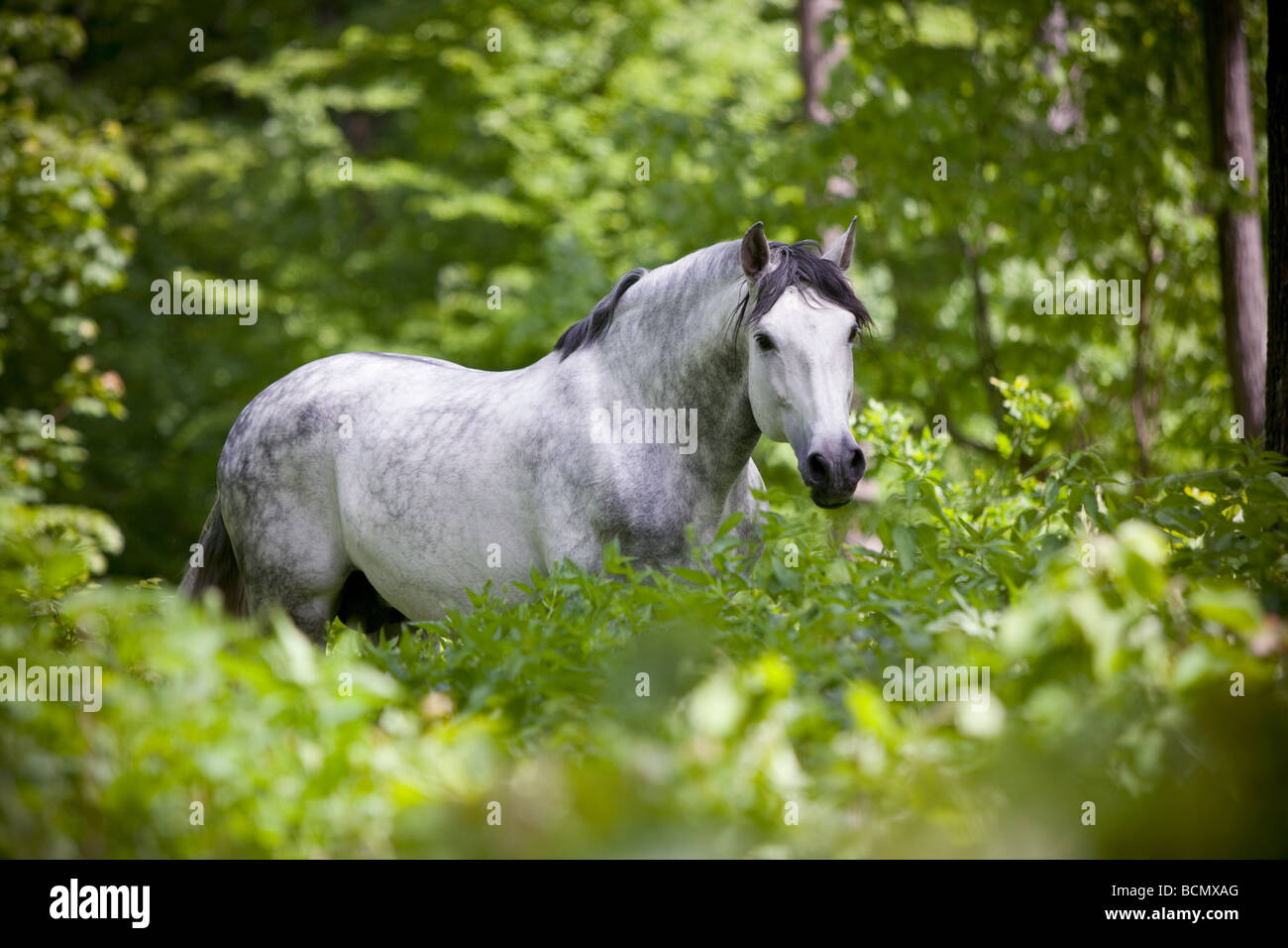Pure Spanish-bred horse - standing in the forest Stock Photo