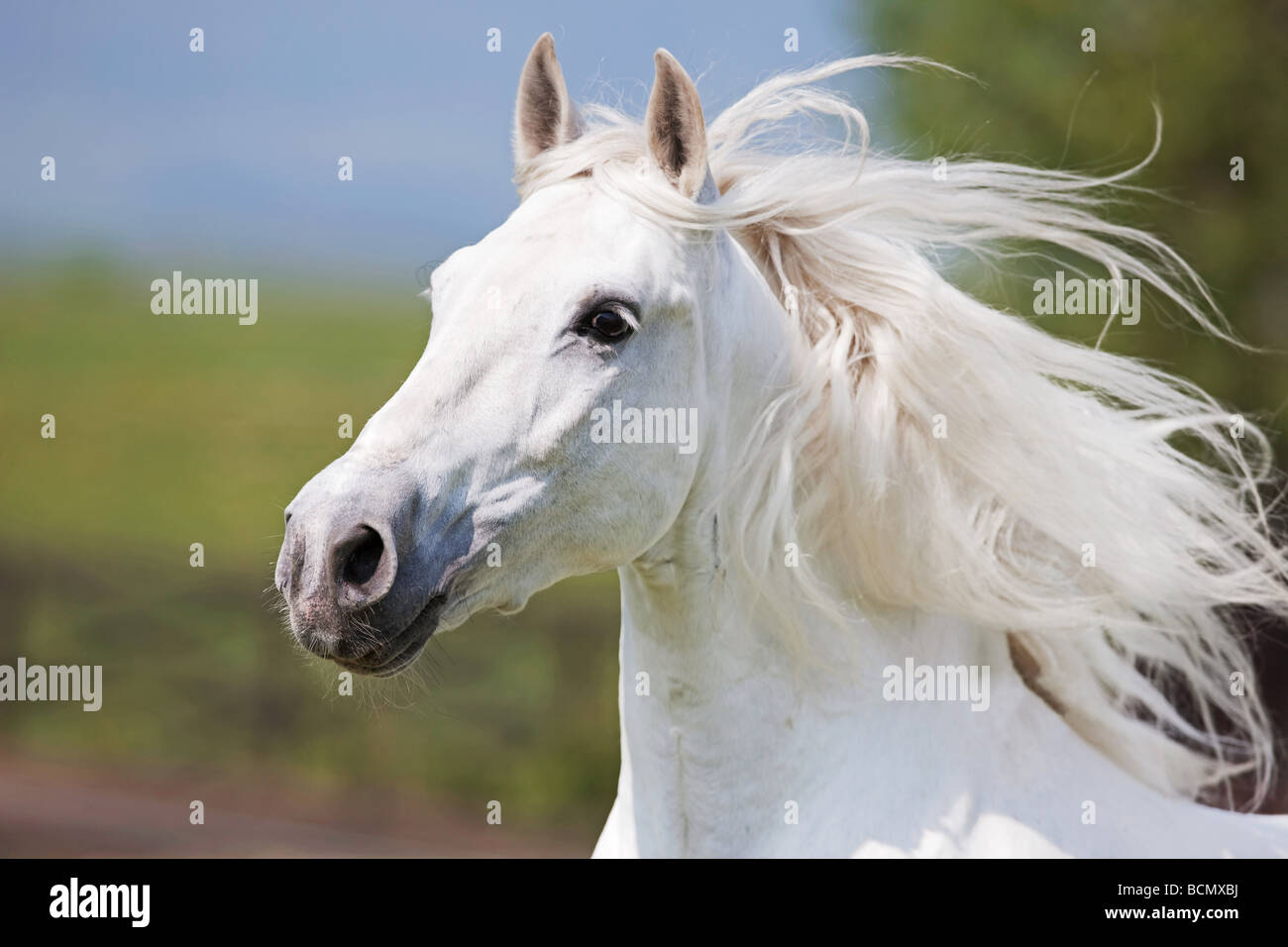 Pure Spanishbred Horse, Andalusian. Portrait of a grey horse with mane
