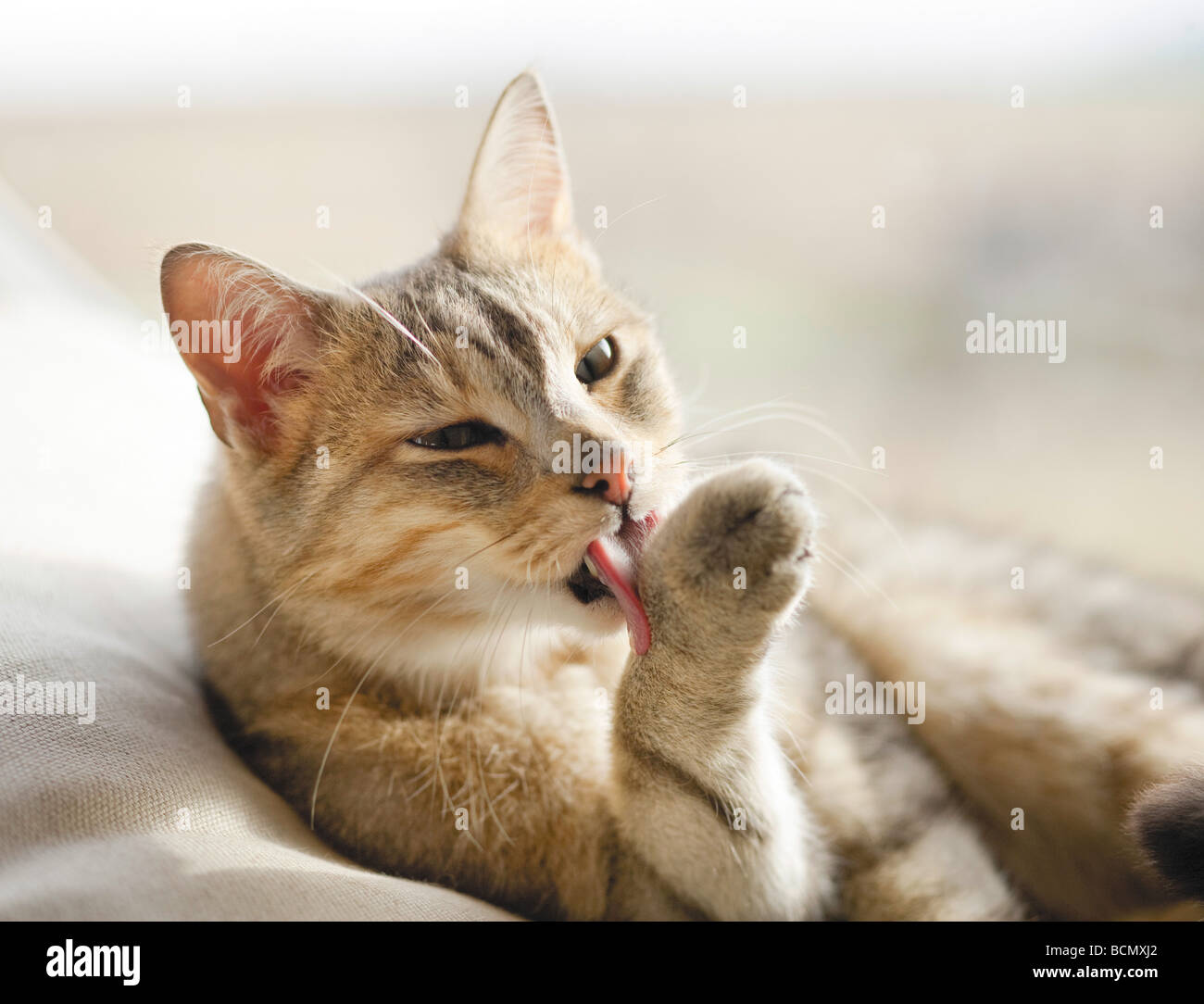 domestic cat licking its paw Stock Photo Alamy