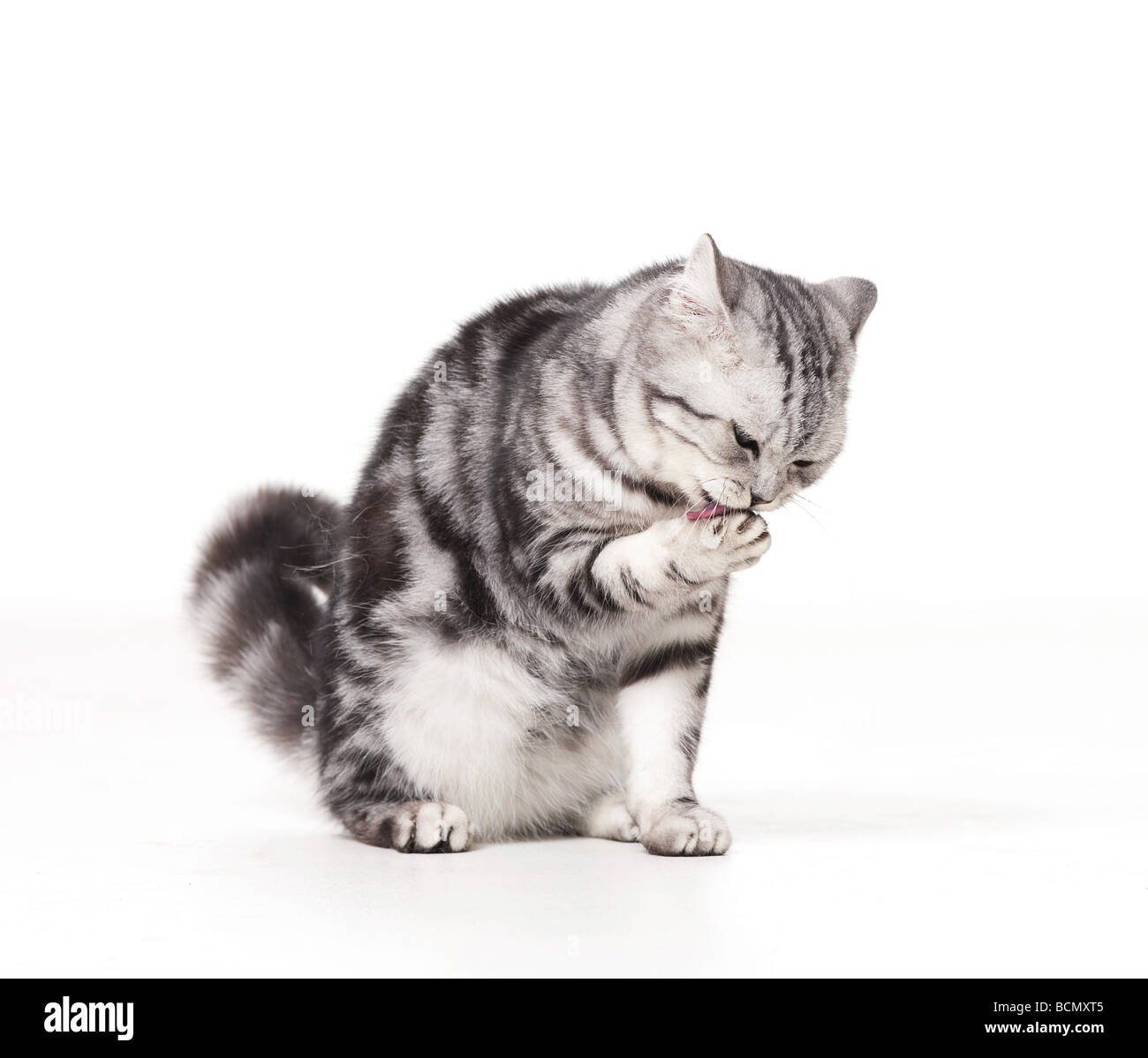 Cats paw pads Cut Out Stock Images & Pictures Alamy