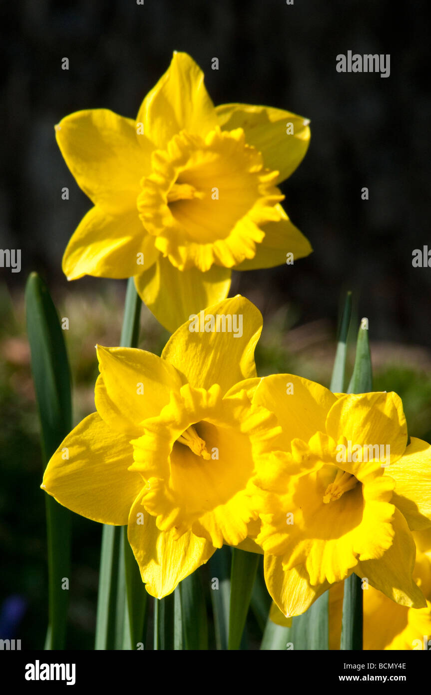 Daffodils in the grounds of Blenheim Palace Oxfordshire Stock Photo - Alamy