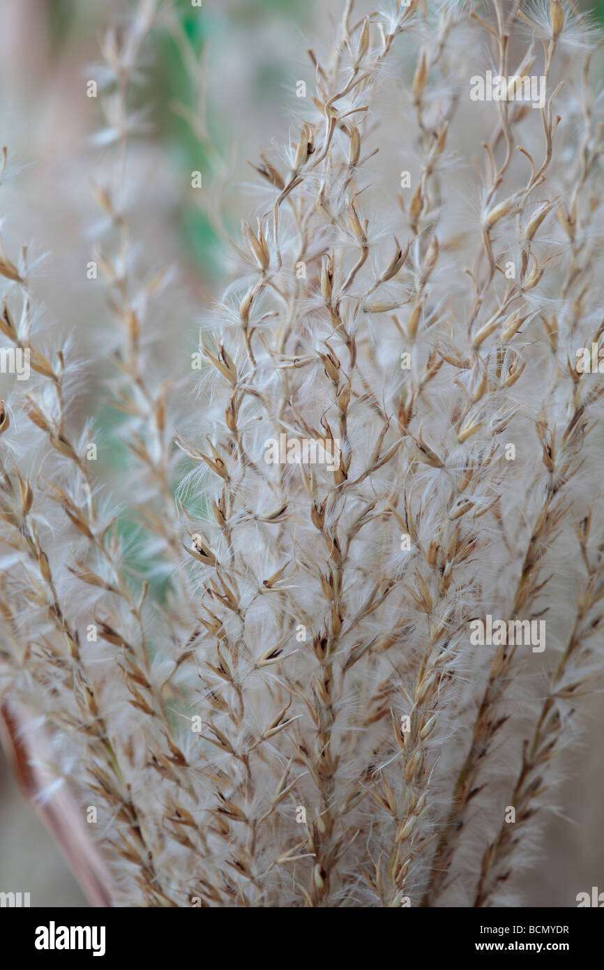 Miscanthus sinensis 'Zebrinus'  AGM (Zebra grass) Dead seed heads. Stock Photo