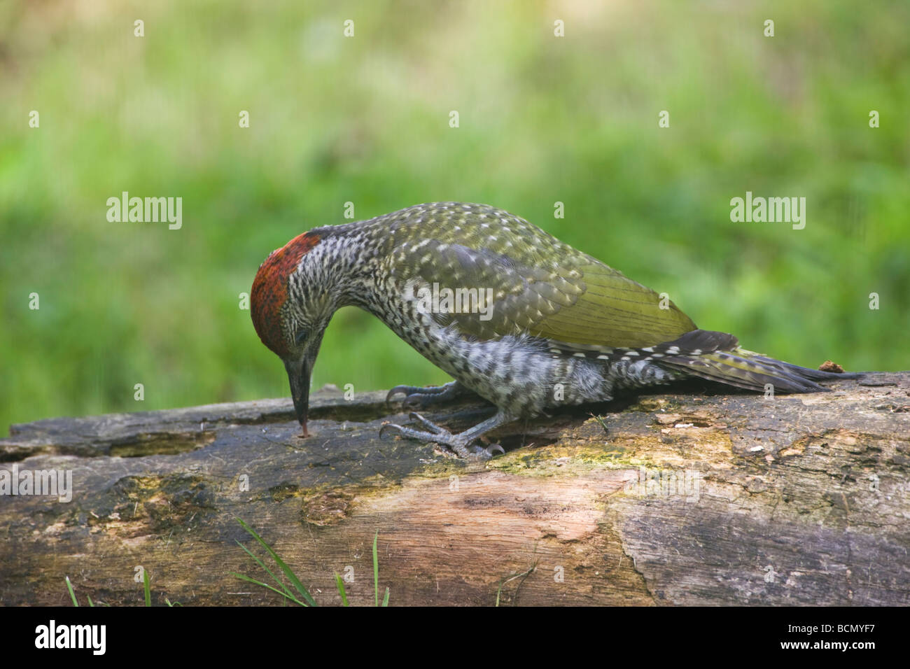 Probing Beak High Resolution Stock Photography and Images Alamy