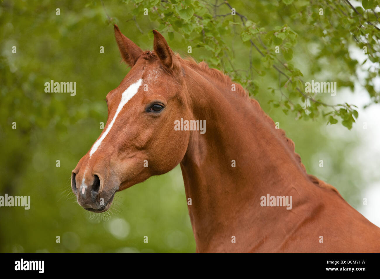 Hessian Warmblood horse portrait Stock Photo Alamy