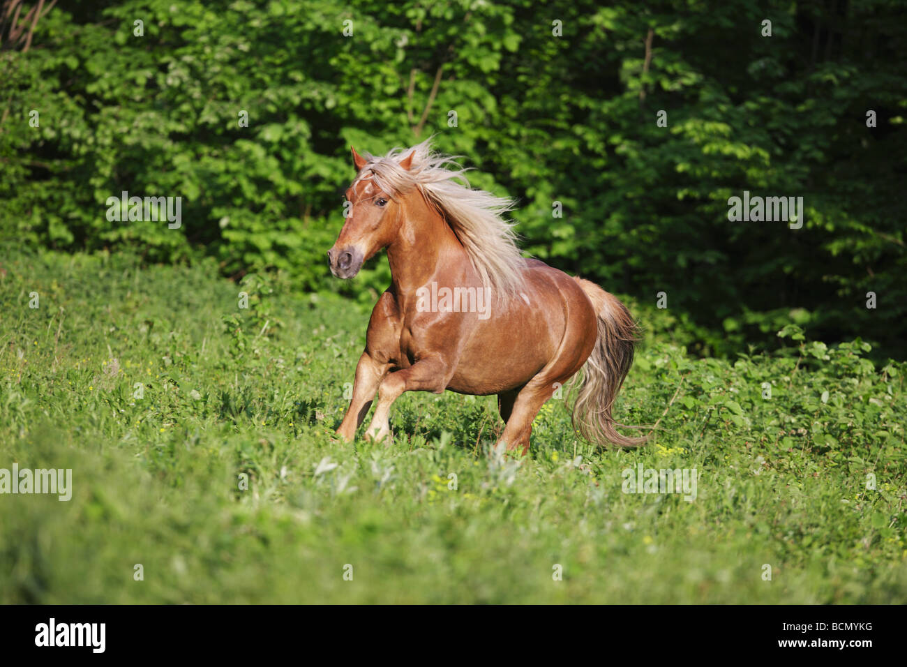 Cruzado horse - running through meadow Stock Photo - Alamy