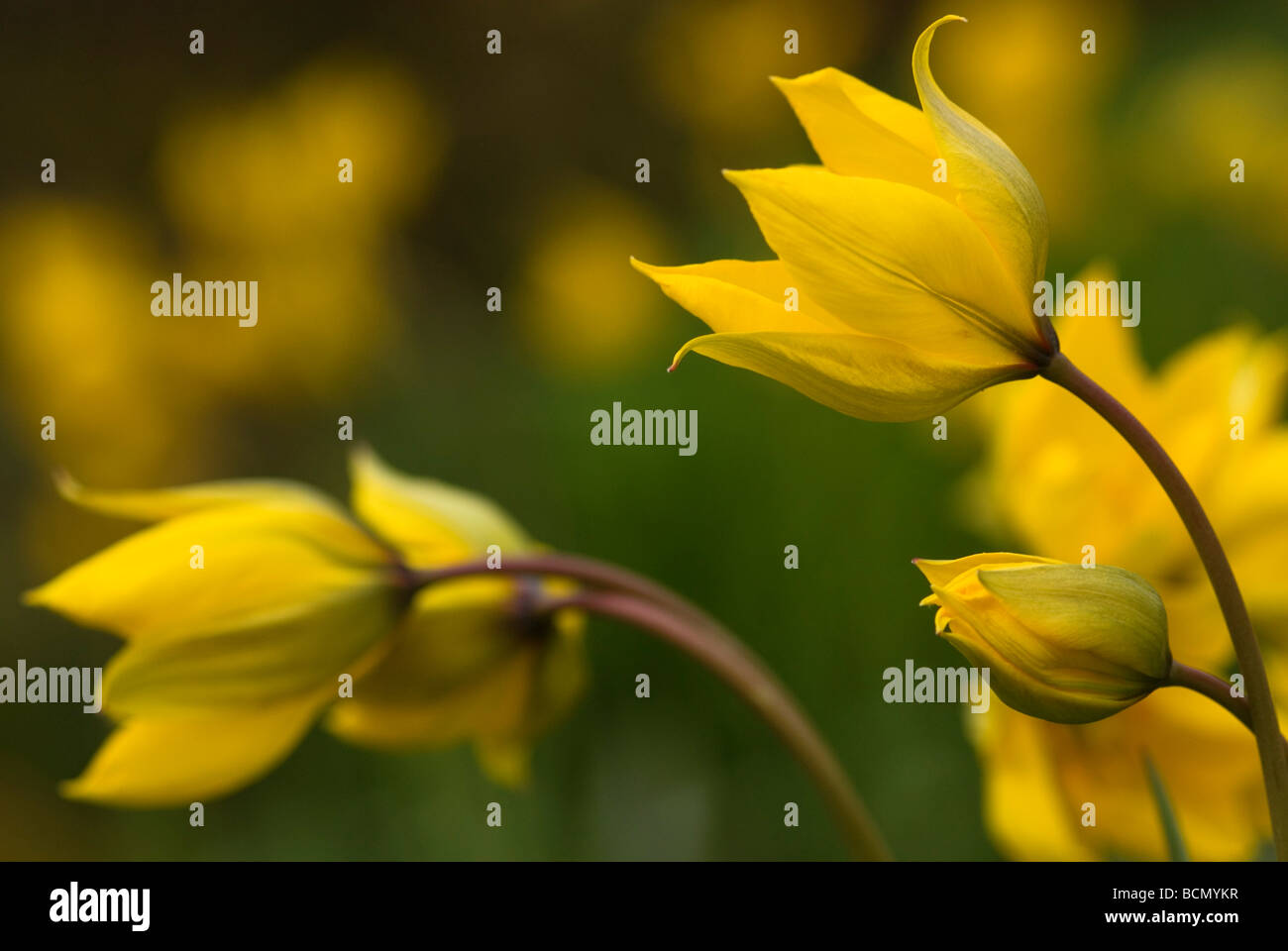 Tulipa sylvestris bulb hi-res stock photography and images - Alamy