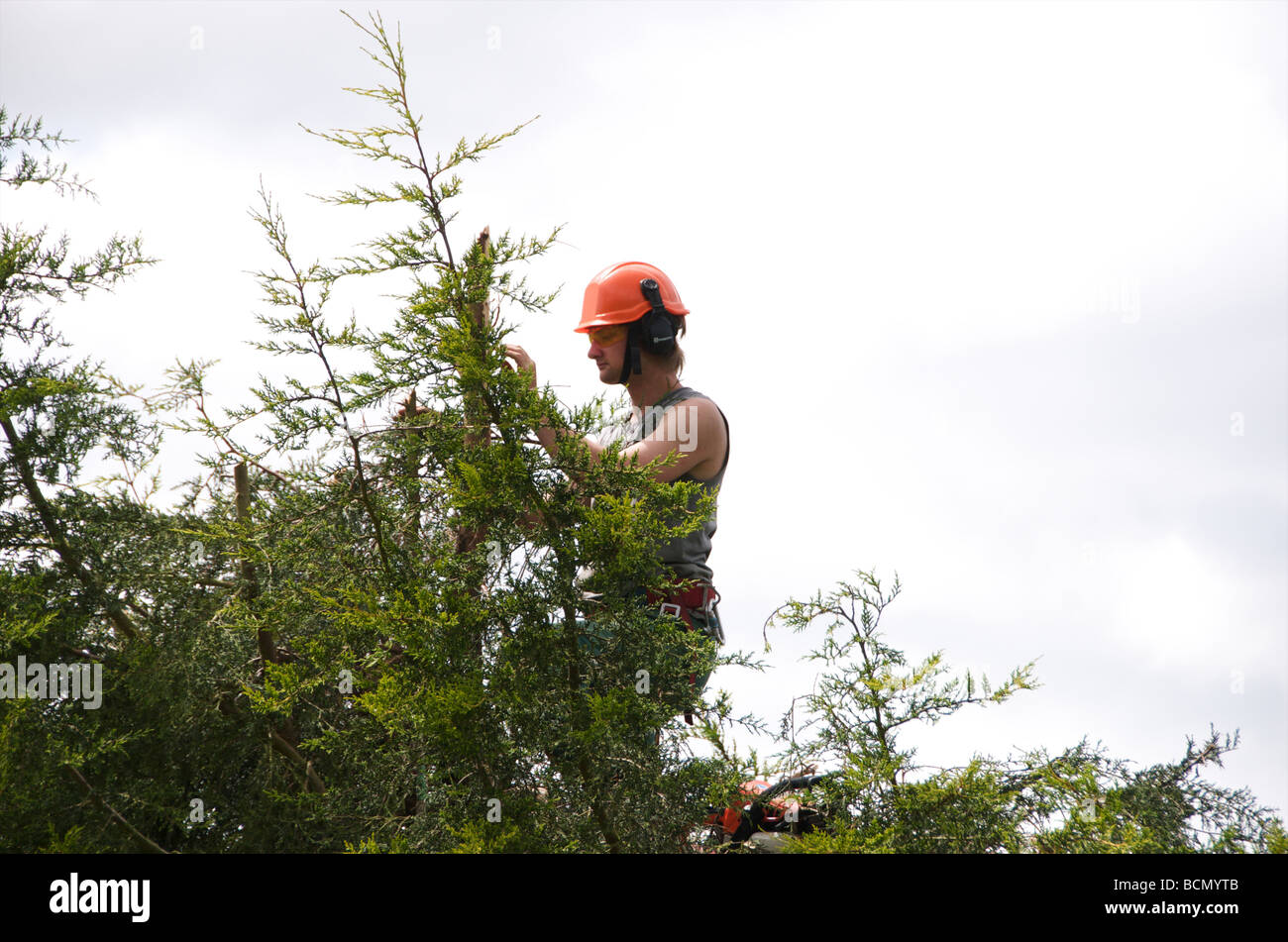 Tree surgeon cutting hedge Stock Photo