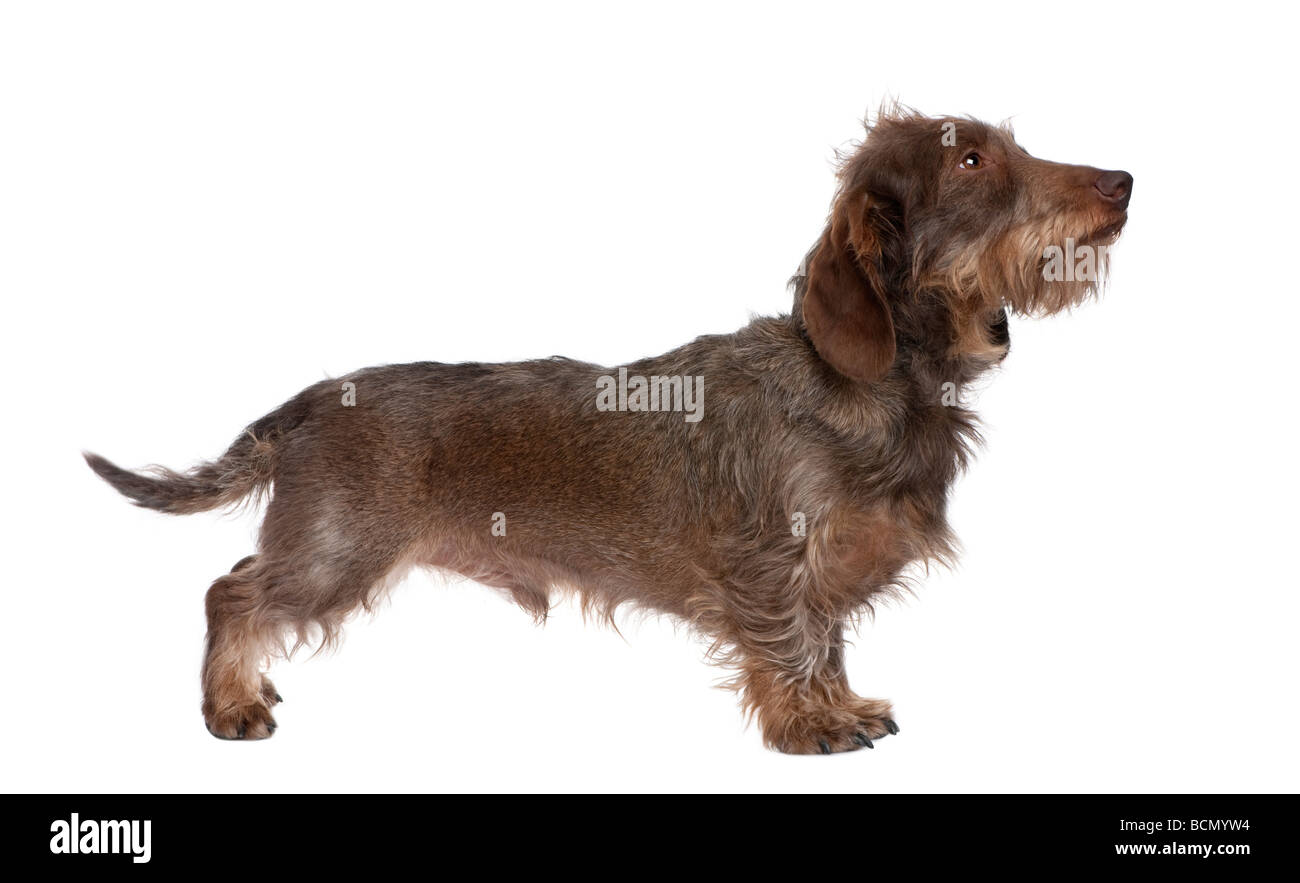 Wire Haired Dachshund Stock Photos Wire Haired Dachshund Stock