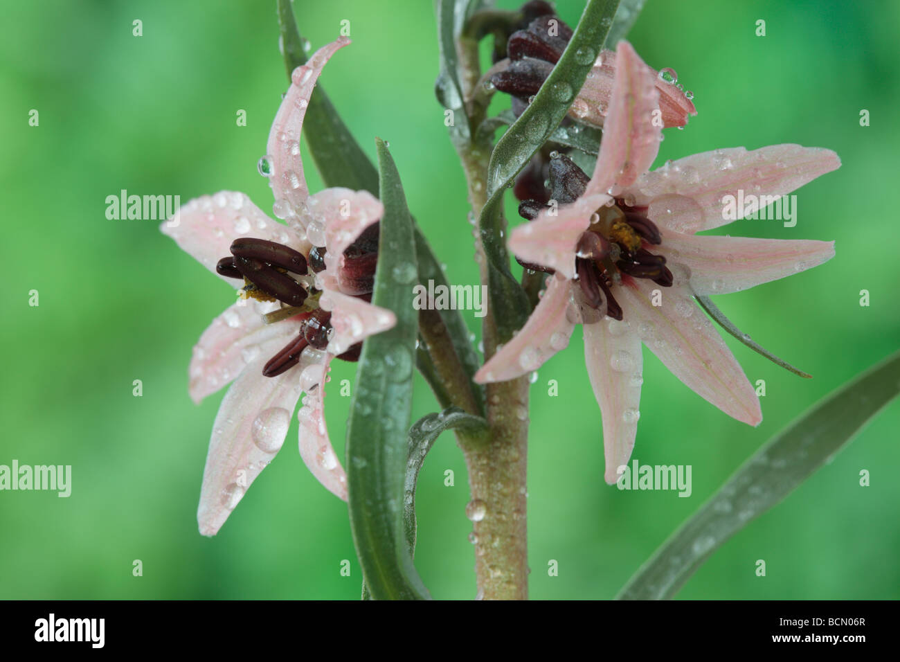 Fritillaria stenanthera (Fritillary) Stock Photo