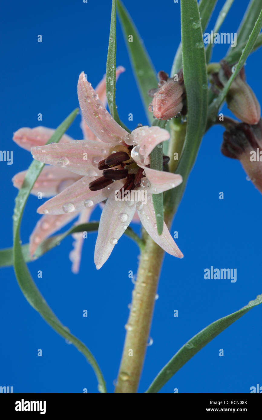 Fritillaria stenanthera (Fritillary) Stock Photo