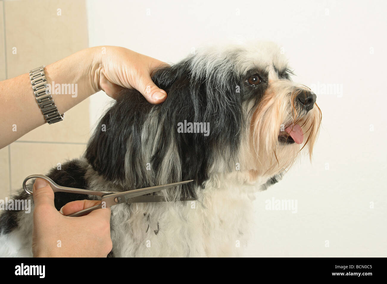 How Do You Brush A Havanese