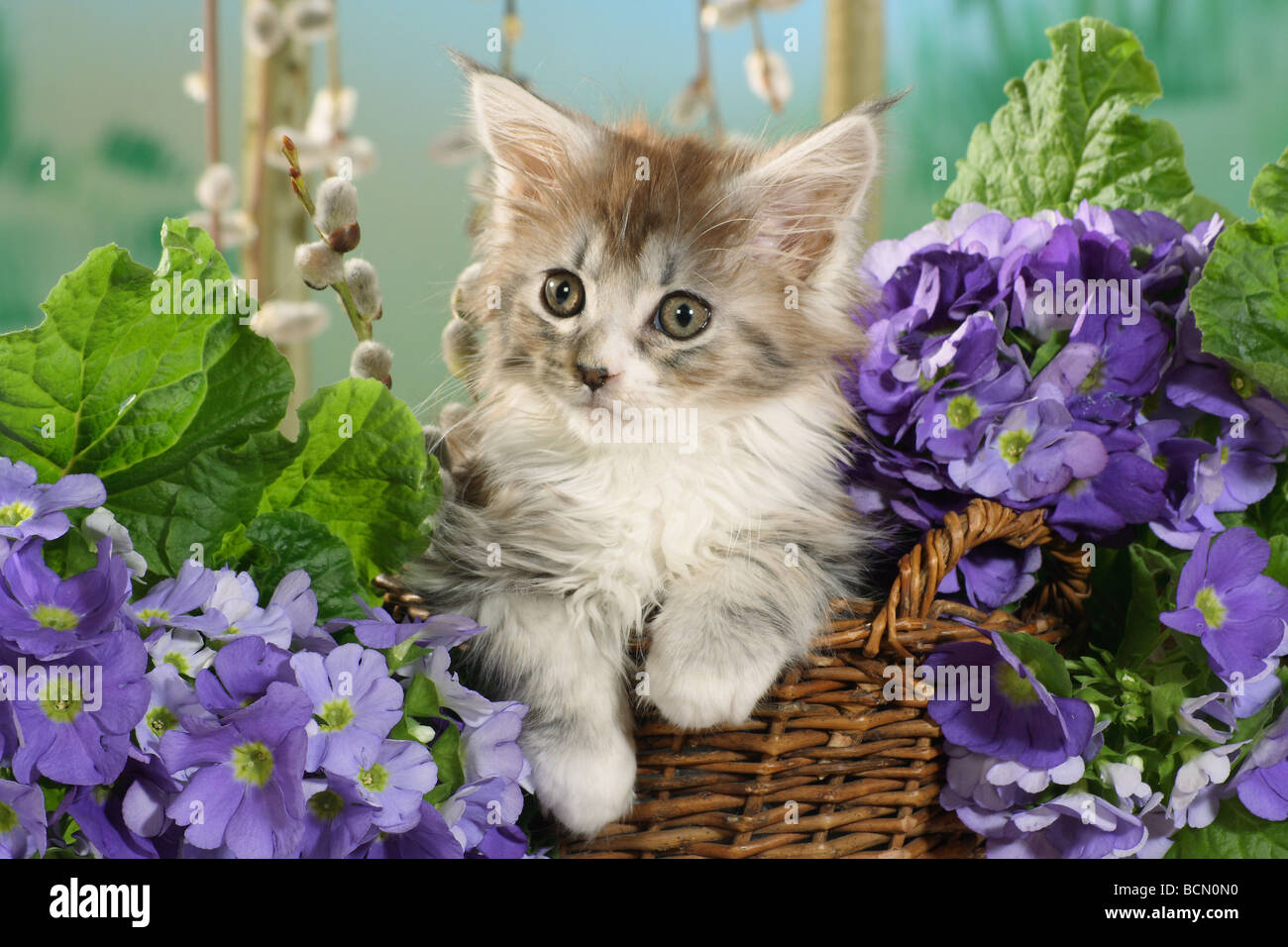 Maine Coon cat kitten in basket in between lilac blossoms Stock Photo