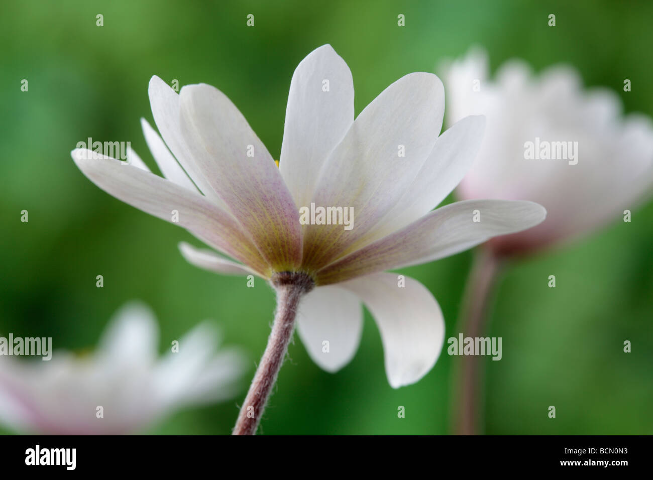 Anemone blanda 'White Splendour'  AGM(Windflower) Stock Photo