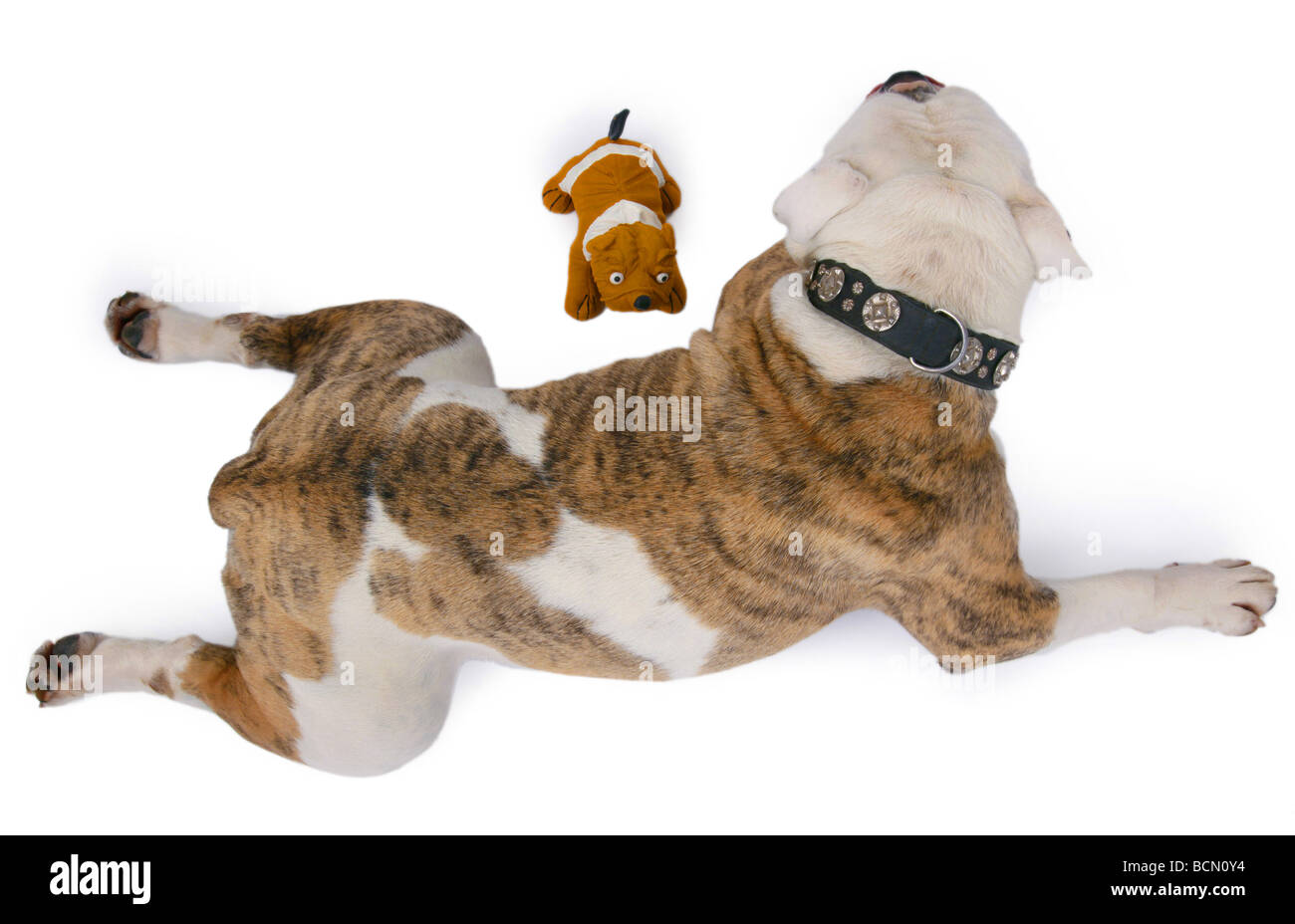 English bulldog (Canis lupus f. familiaris), lying with soft toy dog on the ground Stock Photo