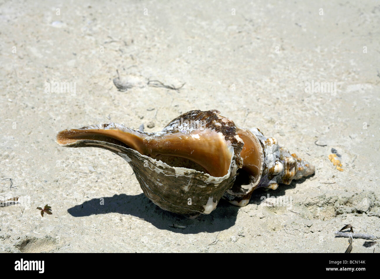 Conch Shell on beach, Holbox island, Quintana Roo, Yucatán Peninsula