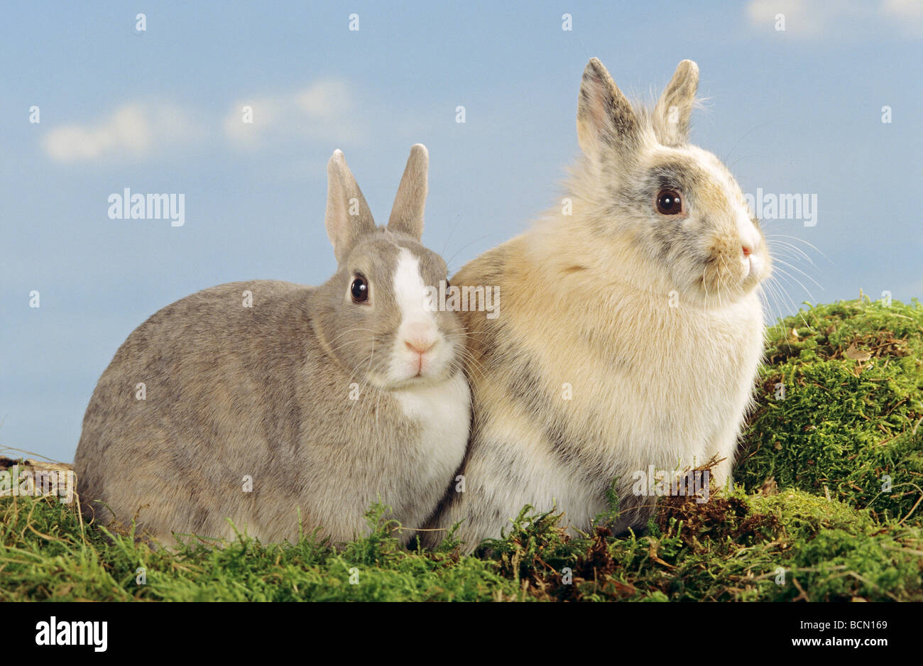 Dwarf Rabbits Two two dwarf rabbits - sitting on moss Stock Photo - Alamy