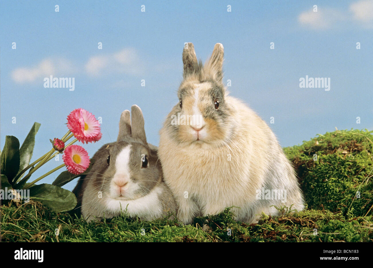 Dwarf Rabbits Two two dwarf rabbits - sitting on moss Stock Photo - Alamy