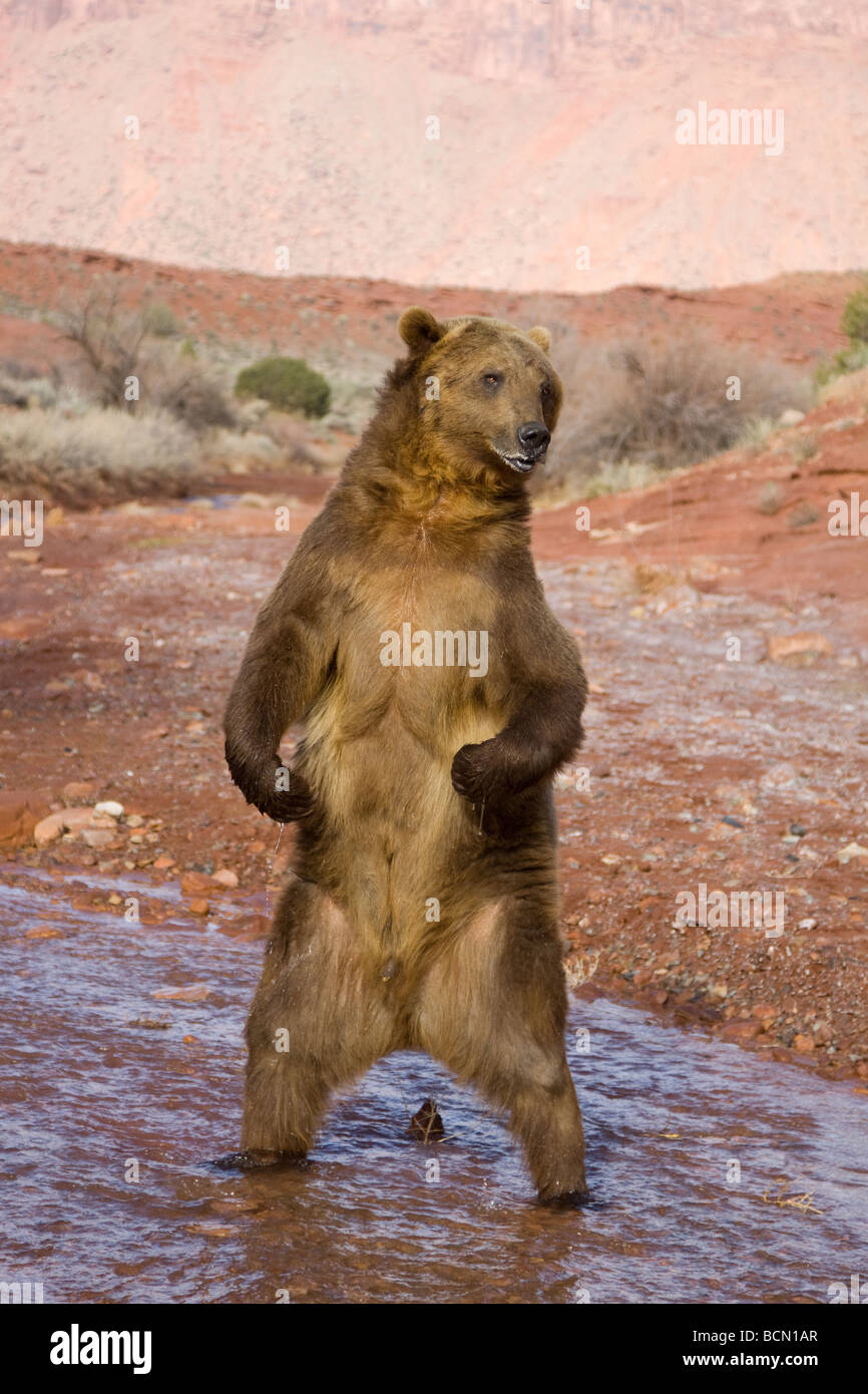 Grizzly bear standing Stock Photo