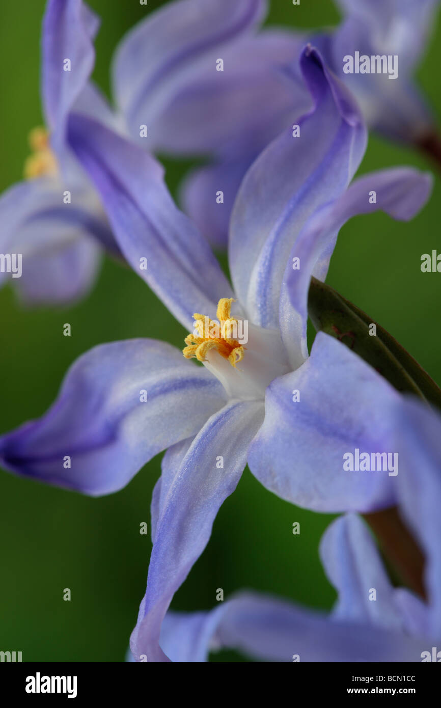 Chionodoxa forbesii (Glory of the snow Stock Photo - Alamy
