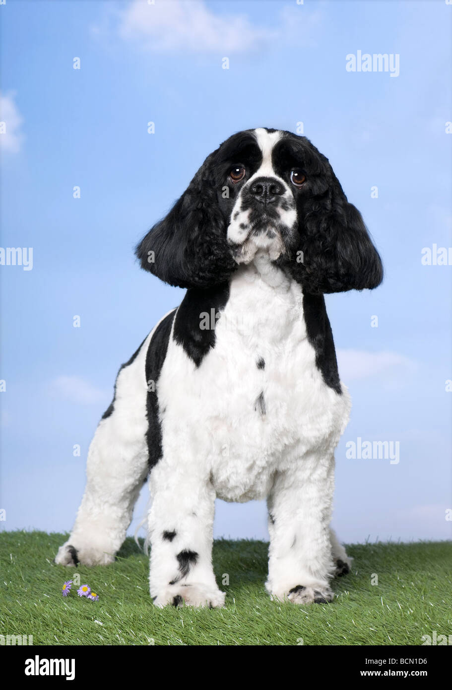 American Cocker Spaniel dog, 2 years old, looking at the camera