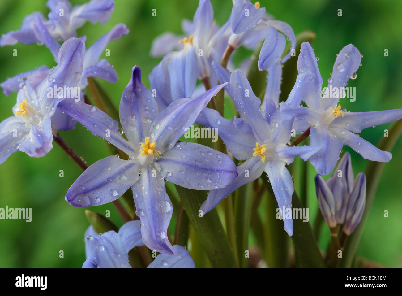 Chionodoxa forbesii (Glory of the snow Stock Photo - Alamy