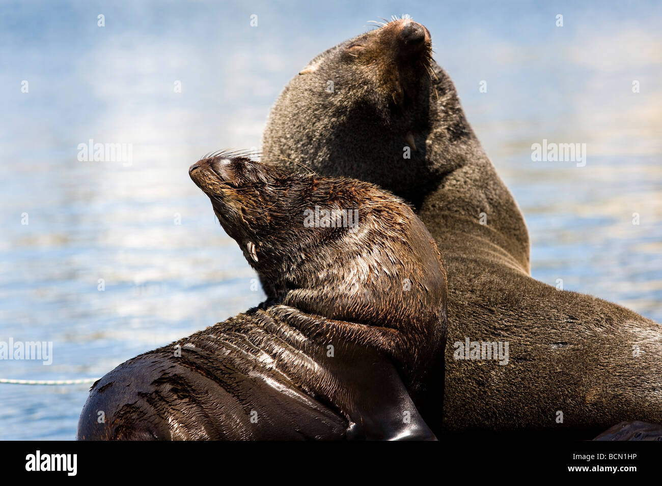 Cape fur seals in the heart of Cape Town's working harbour, the