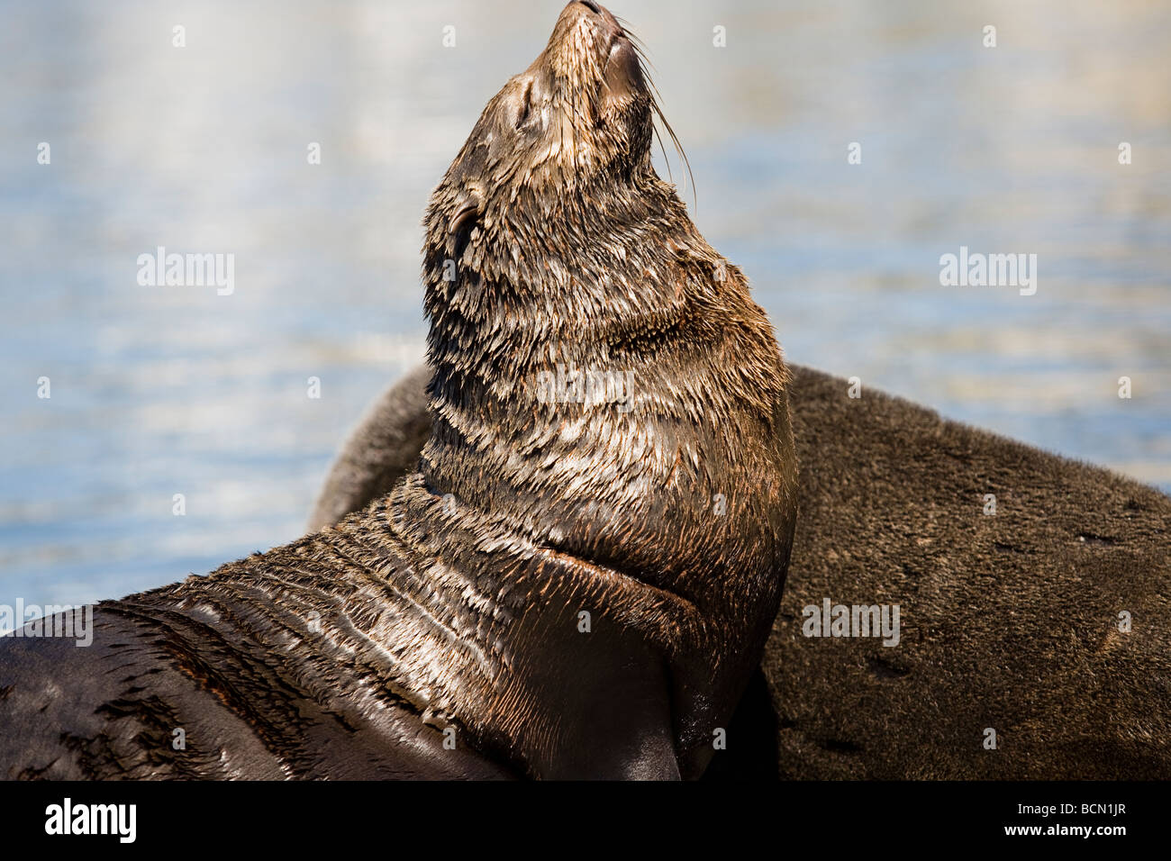 Cape fur seals in the heart of Cape Town's working harbour, the Victoria & Alfred Waterfront, South Africa Stock Photo