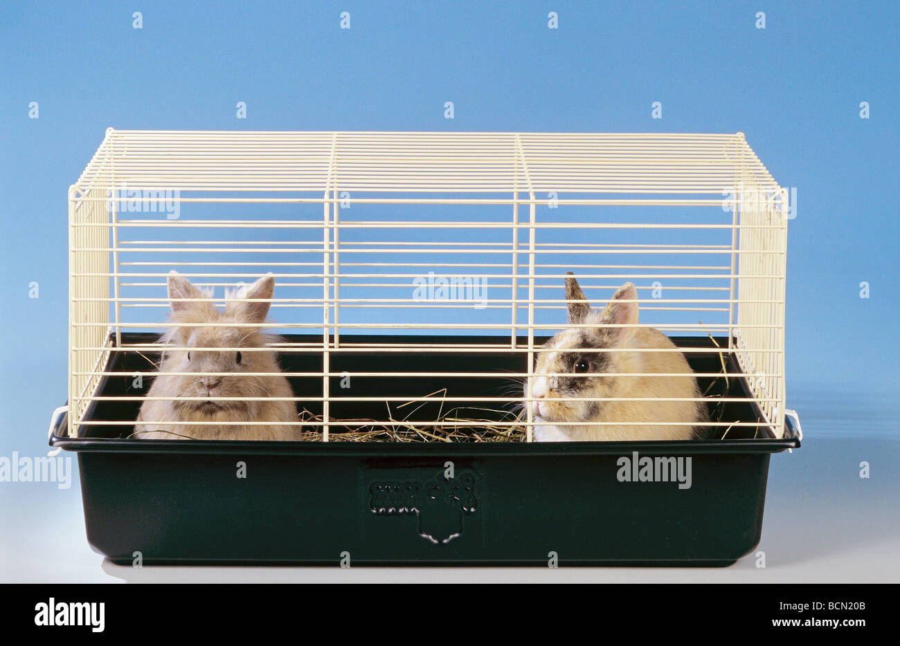 Rabbits in cages hires stock photography and images Alamy