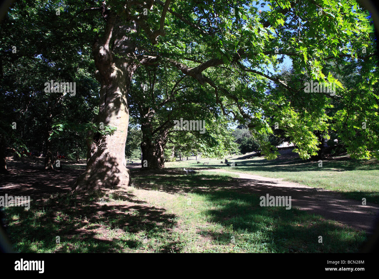 trees spreading leafy branches over park Stock Photo - Alamy