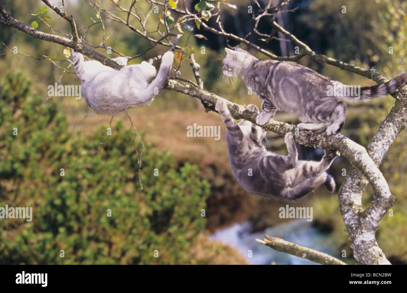 three British shorthair cats climbing on tree Stock Photo Alamy