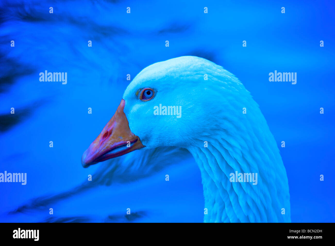 Close up of Blue toned goose against water Stock Photo