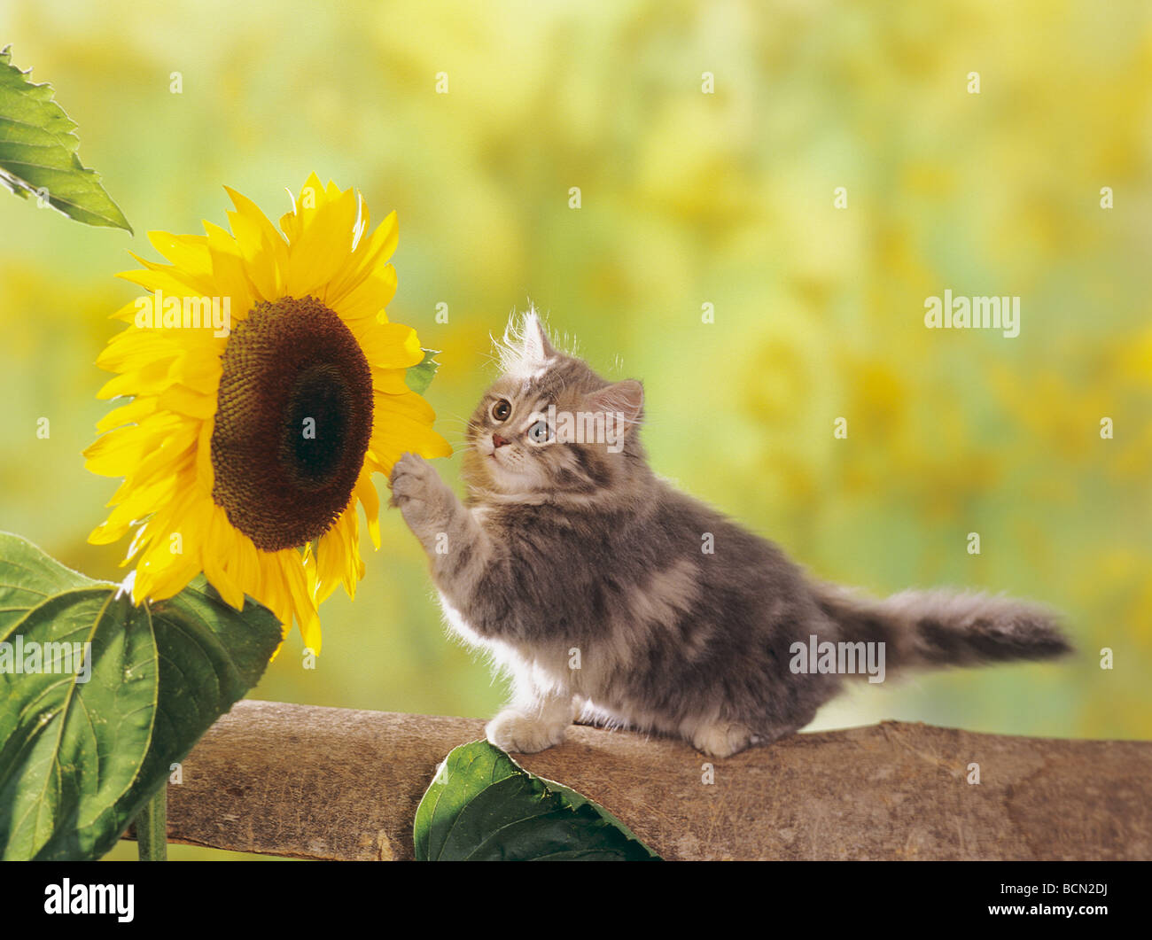Sunflowers cats cheap