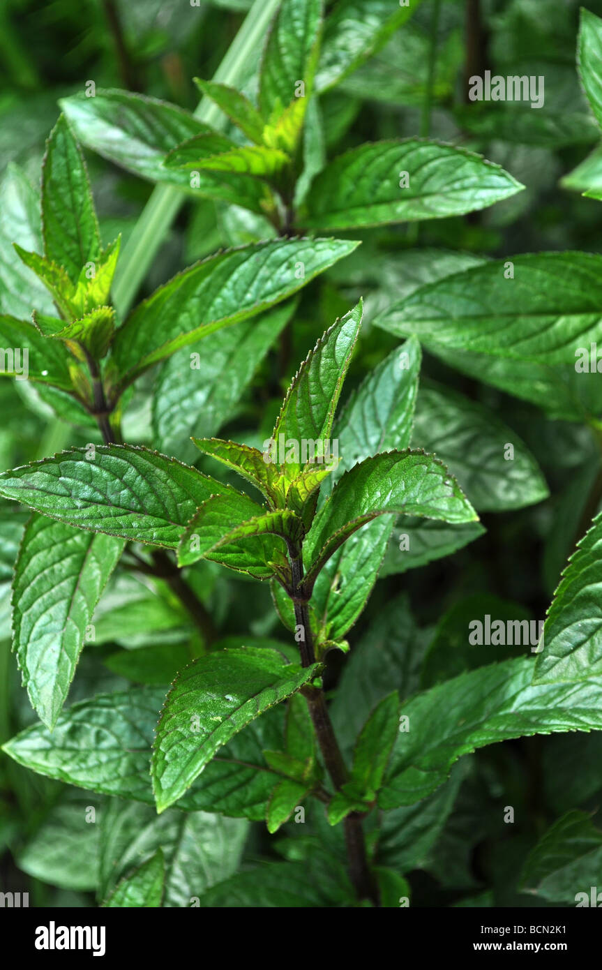 black peppermint herb garden aromatic food cooking leaves plant mint Stock Photo