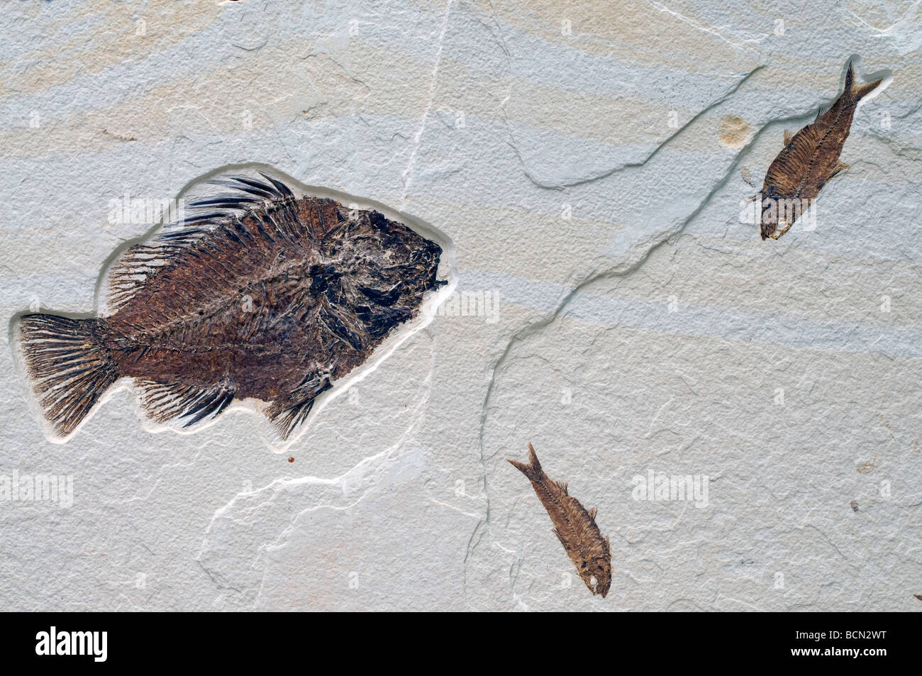 Fossil Fish Priscacara liops, a perch relative, on left  and two Knightia eocaena fish on right Eeocene Wyoming USA Stock Photo