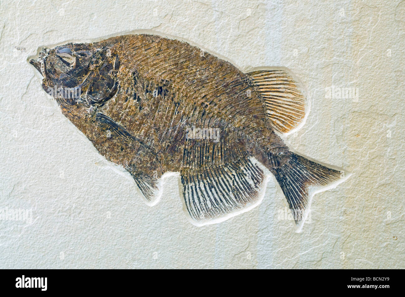 Fish Fossil Phareodus, Laggerstatte deposits of the Green River Formation Wyoming USA Eocene Era, by Dominique Braud/Dembinsky Photo Assoc Stock Photo