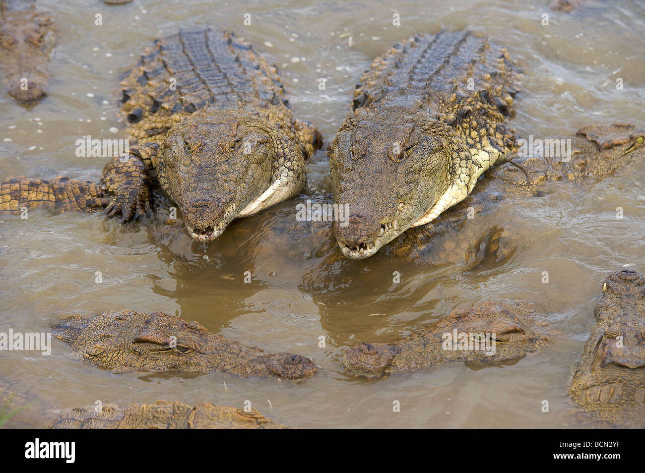 Pair of Nile Crocodiles on top of others Stock Photo